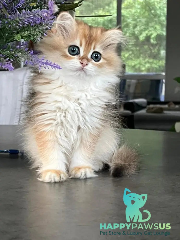 Viola British Longhair female black golden shaded - live animals