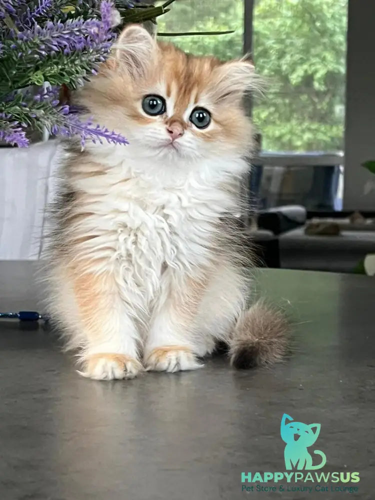 Viola British Longhair female black golden shaded - live animals