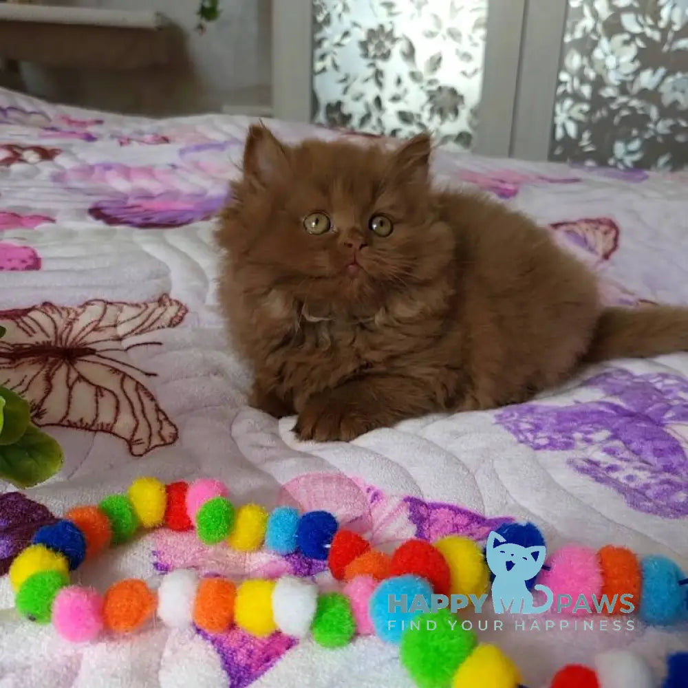 Viola British Longhair female cinnamon live animals