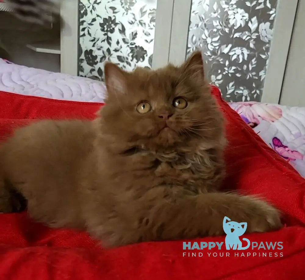 Viola British Longhair female cinnamon live animals