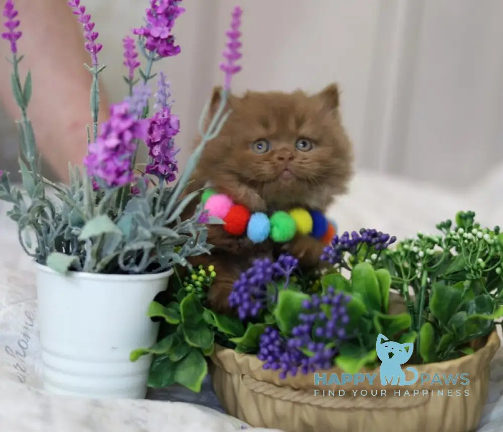 Viola British Longhair female cinnamon live animals