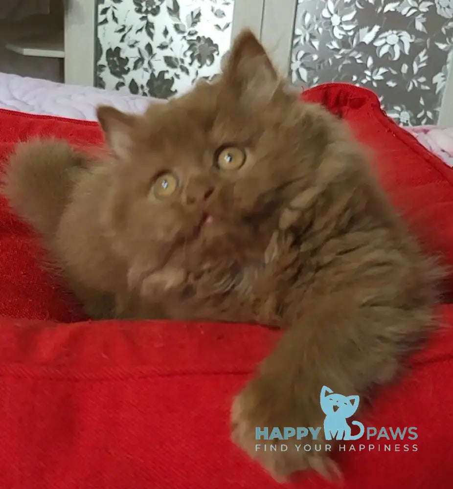 Viola British Longhair female cinnamon live animals