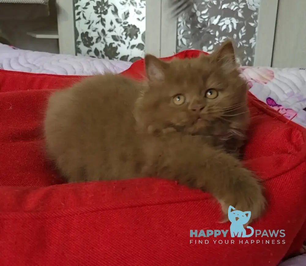 Viola British Longhair female cinnamon live animals