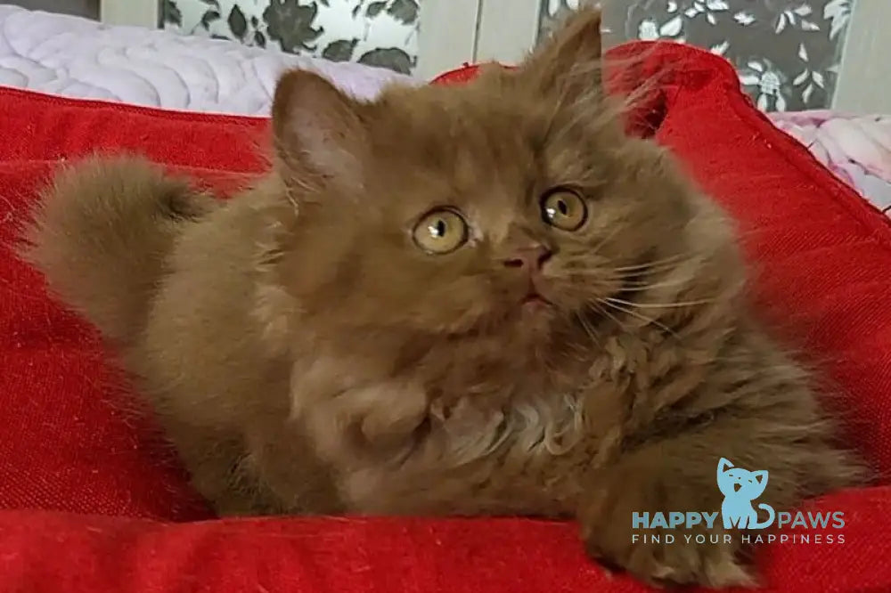 Viola British Longhair female cinnamon live animals