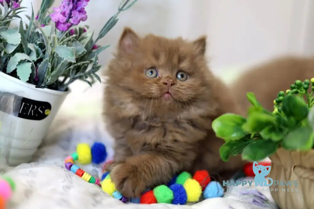Viola British Longhair female cinnamon live animals