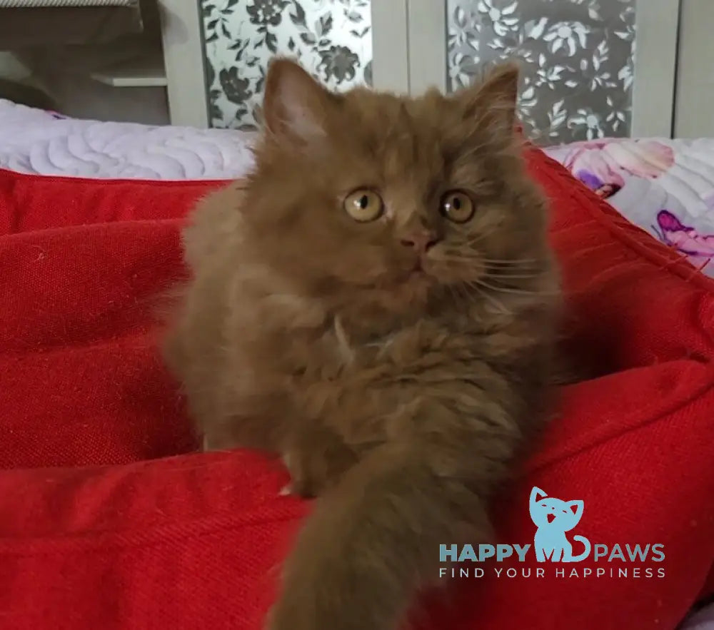 Viola British Longhair female cinnamon live animals