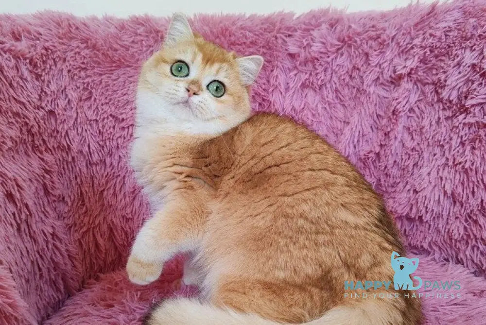 Viola British Shorthair female black golden chinchilla live animals