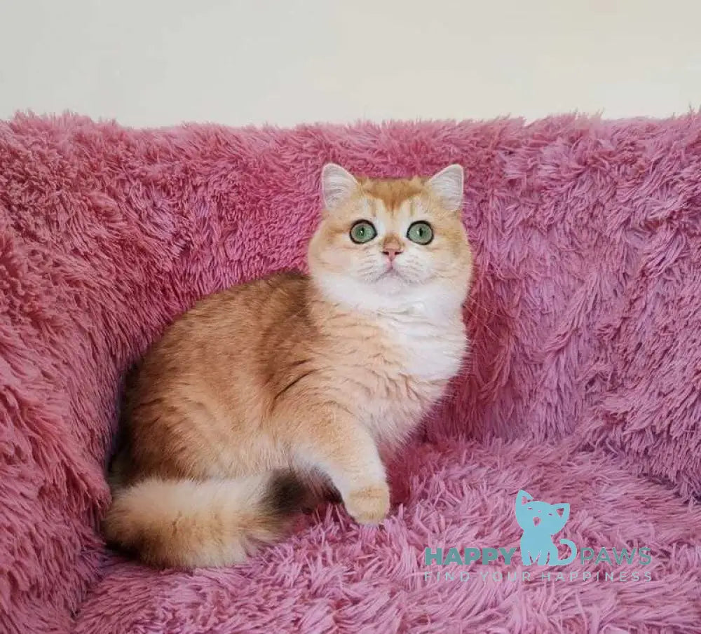 Viola British Shorthair female black golden chinchilla live animals