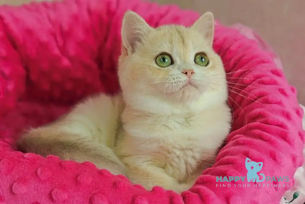 Viola British Shorthair female lilac golden chinchilla live animals