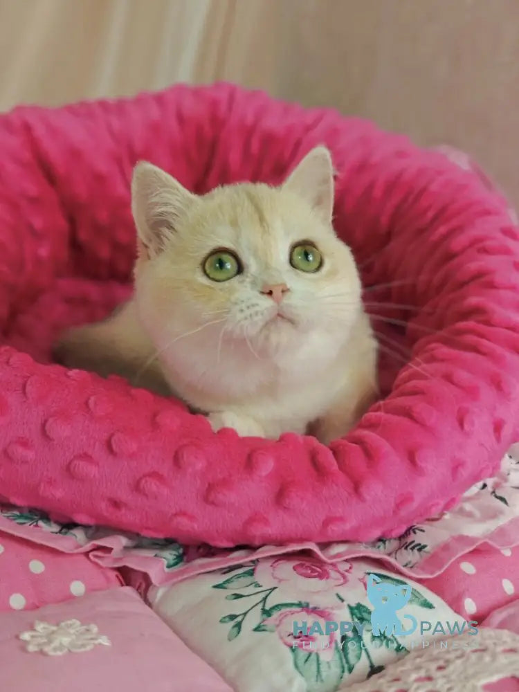 Viola British Shorthair female lilac golden chinchilla live animals