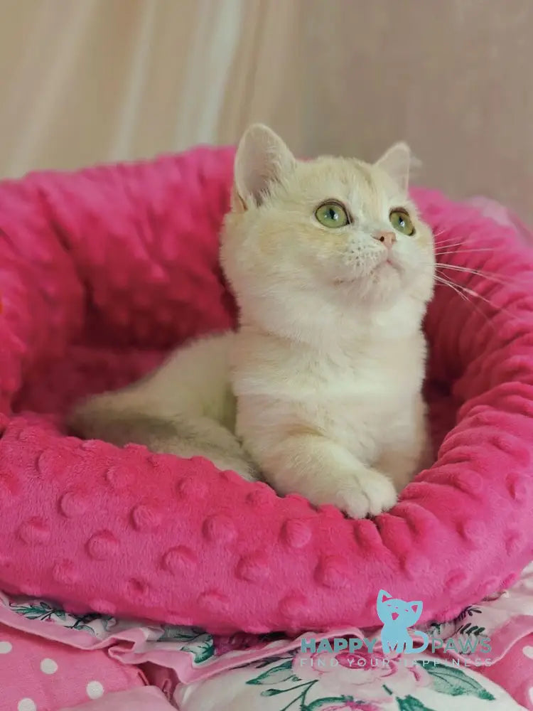 Viola British Shorthair female lilac golden chinchilla live animals