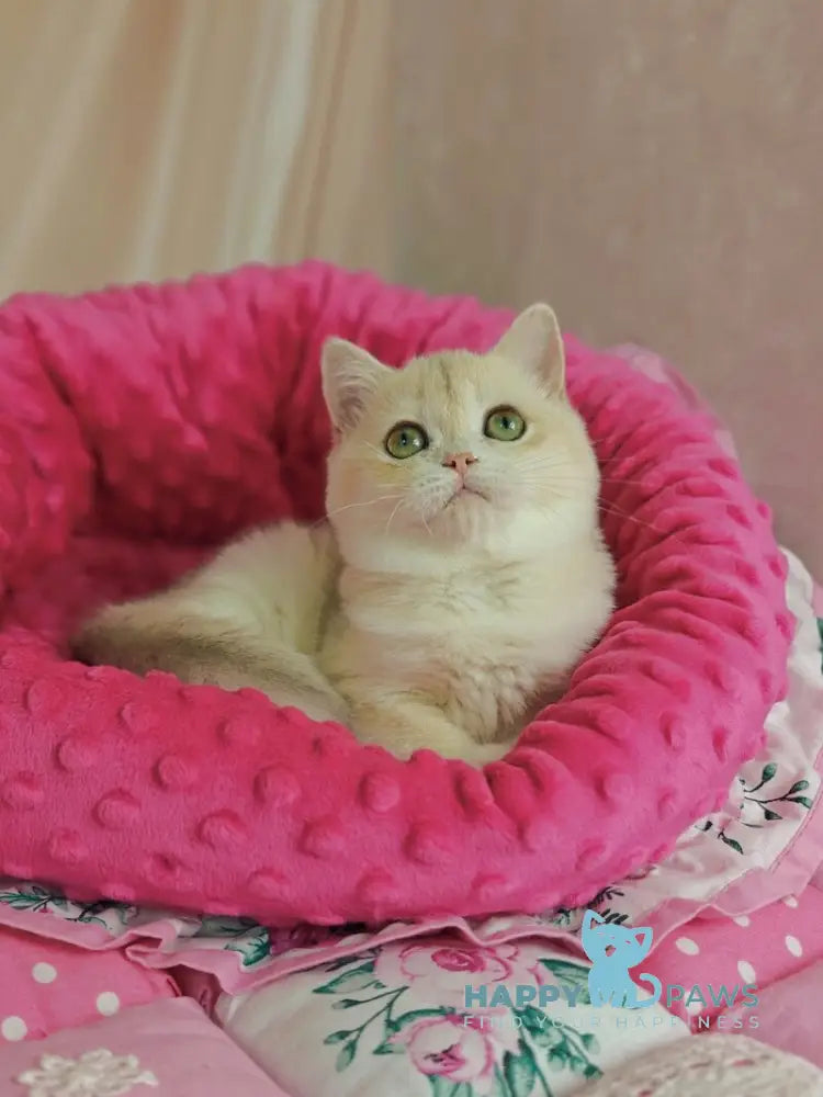 Viola British Shorthair female lilac golden chinchilla live animals