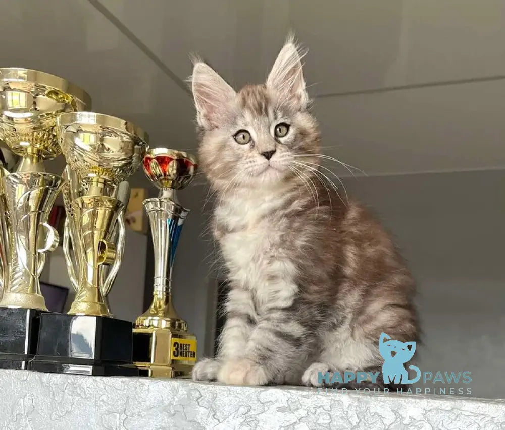 Viola Maine Coon female black tortie silver tabby live animals
