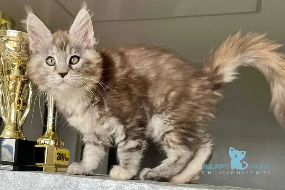 Viola Maine Coon female black tortie silver tabby live animals