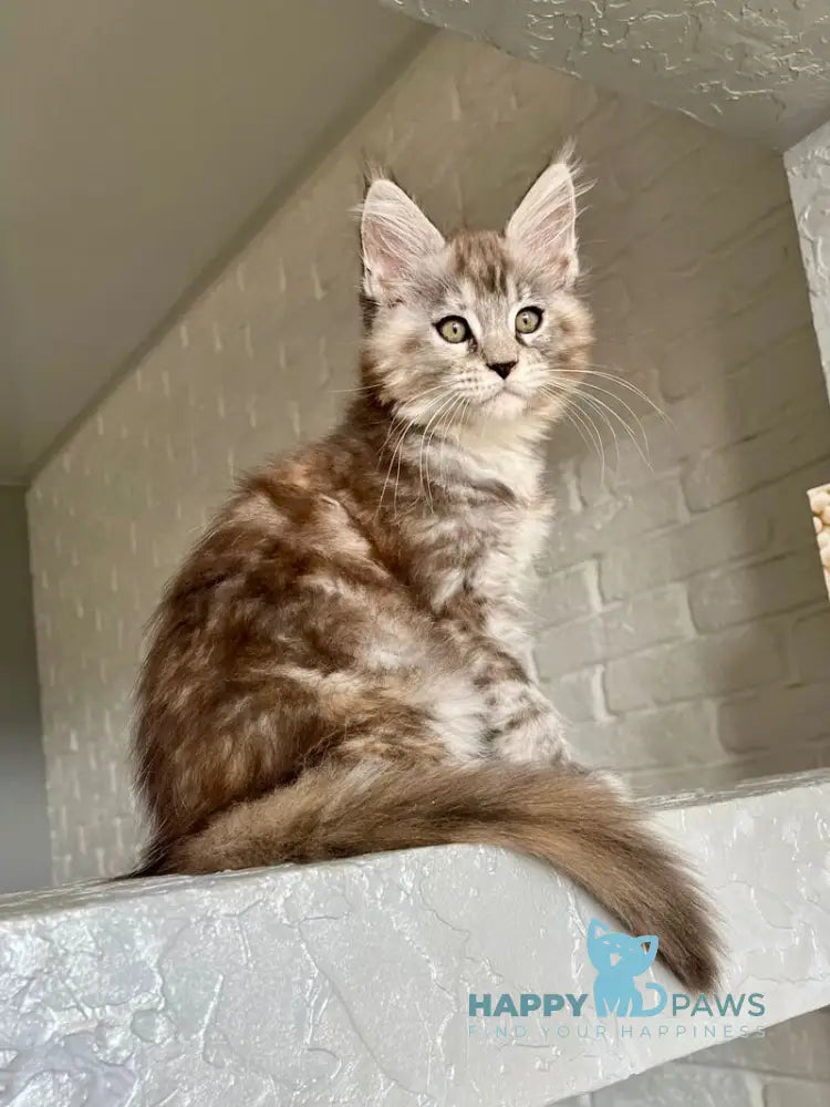 Viola Maine Coon female black tortie silver tabby live animals