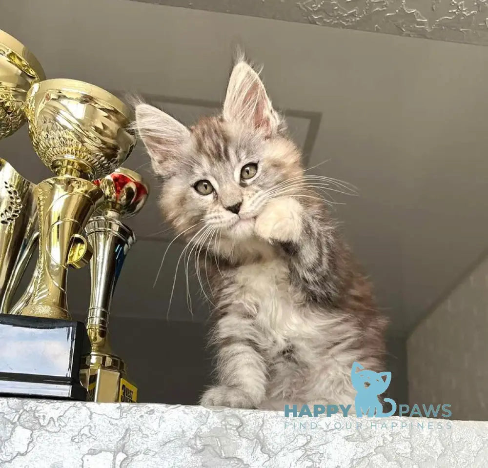 Viola Maine Coon female black tortie silver tabby live animals
