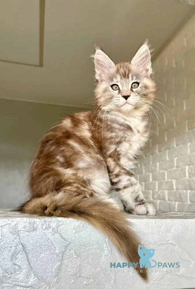 Viola Maine Coon female black tortie silver tabby live animals