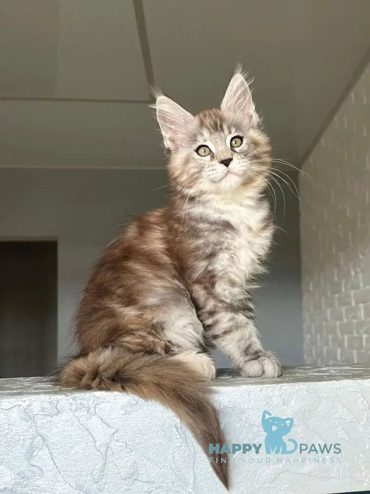 Viola Maine Coon female black tortie silver tabby live animals