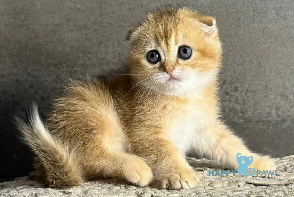 Viola Scottish Fold female black golden shaded live animals