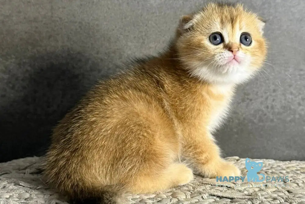 Viola Scottish Fold female black golden shaded live animals