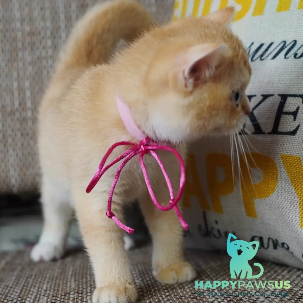 Violet British Shorthair female chocolate tortie golden chinchilla with white - live animals