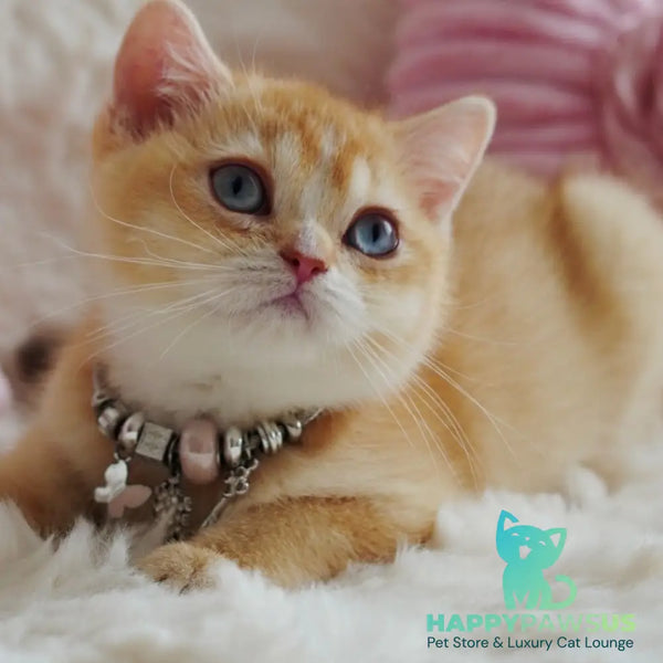 Violet British Shorthair female chocolate tortie golden chinchilla with white - live animals