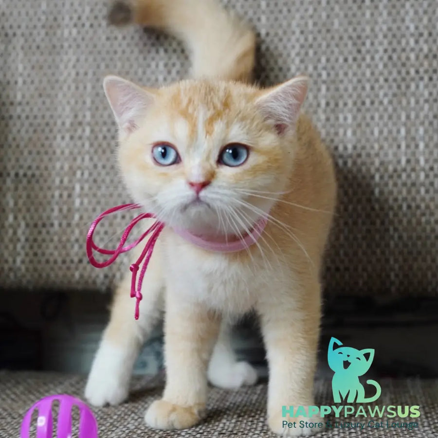 Violet British Shorthair female chocolate tortie golden chinchilla with white - live animals