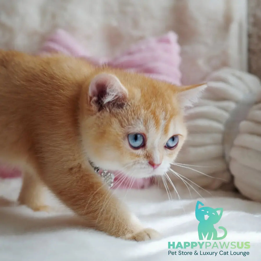 Violet British Shorthair female chocolate tortie golden chinchilla with white - live animals