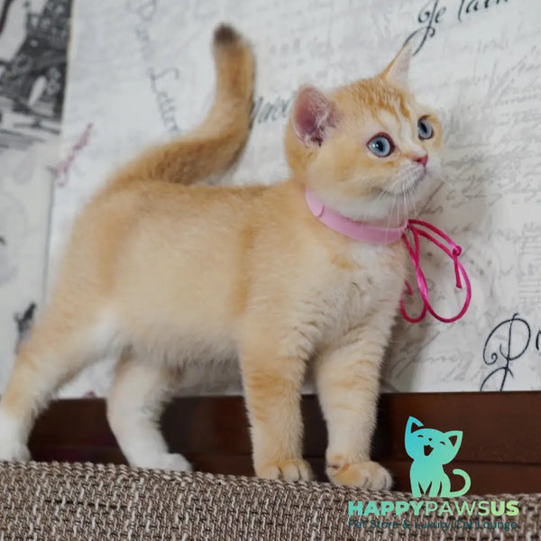 Violet British Shorthair female chocolate tortie golden chinchilla with white - live animals