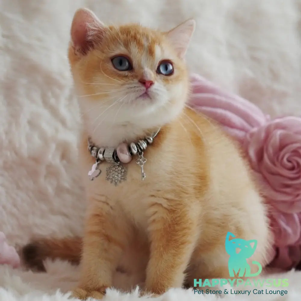 Violet British Shorthair female chocolate tortie golden chinchilla with white - live animals