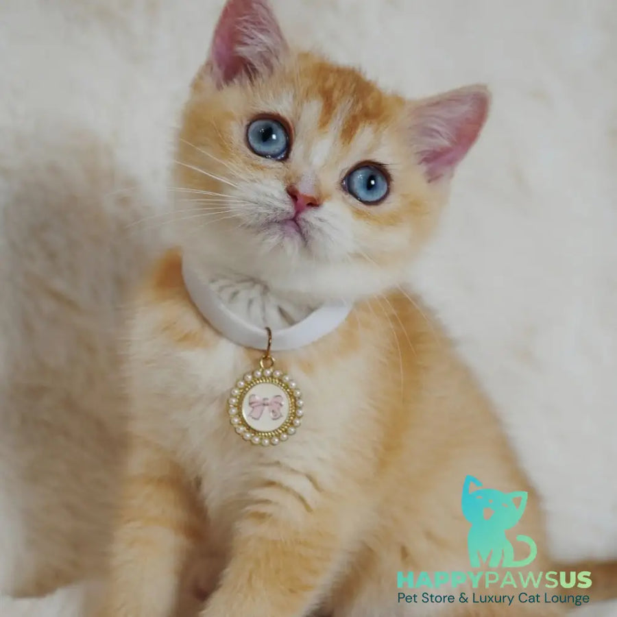 Violet British Shorthair female chocolate tortie golden chinchilla with white - live animals