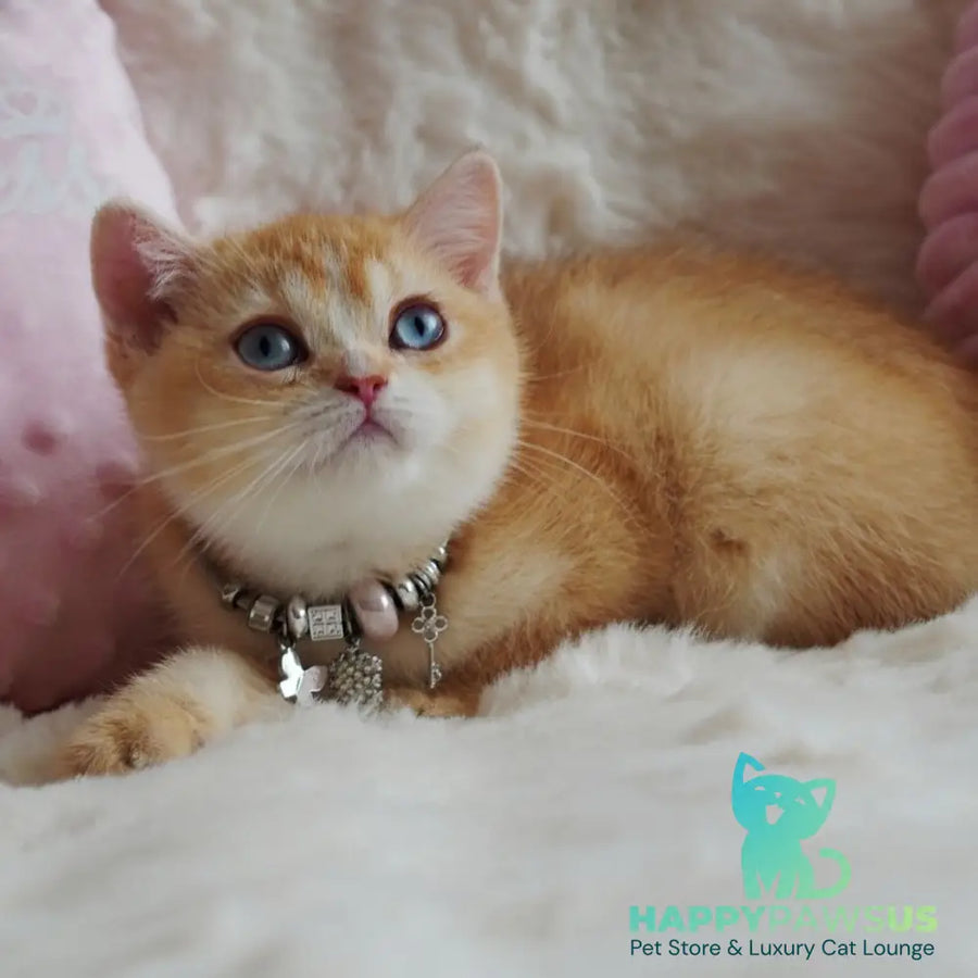 Violet British Shorthair female chocolate tortie golden chinchilla with white - live animals