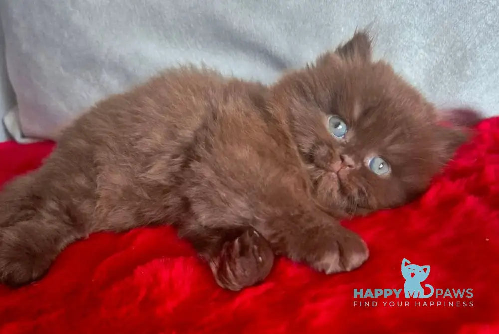Violeta British Longhair female chocolate live animals