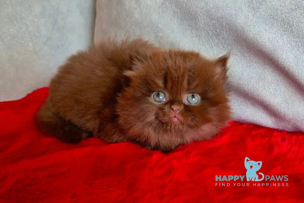 Violeta British Longhair female chocolate live animals