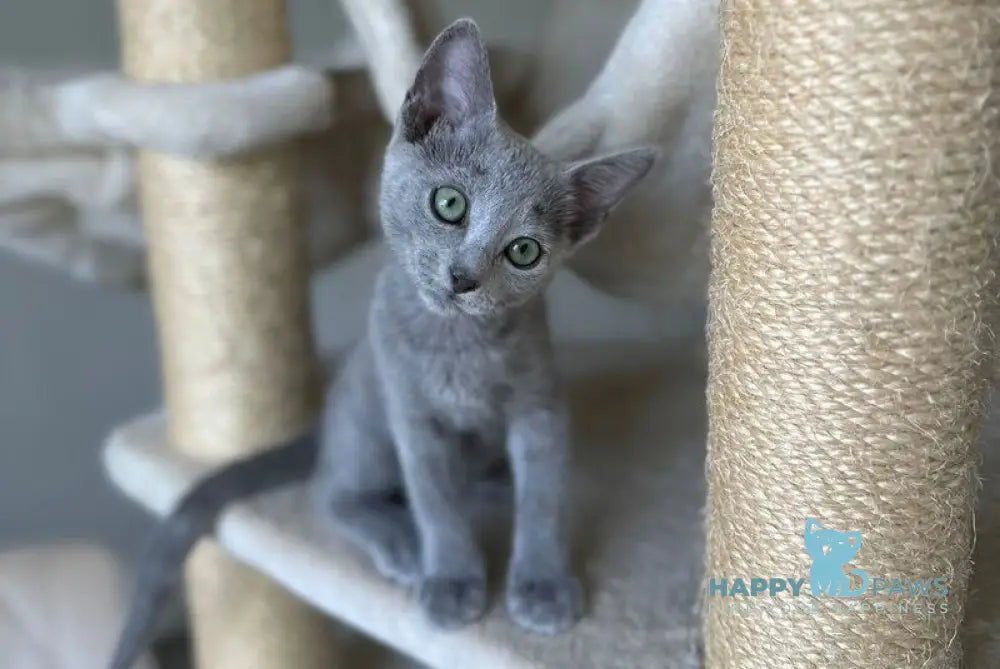 Violetta Russian Blue female blue live animals