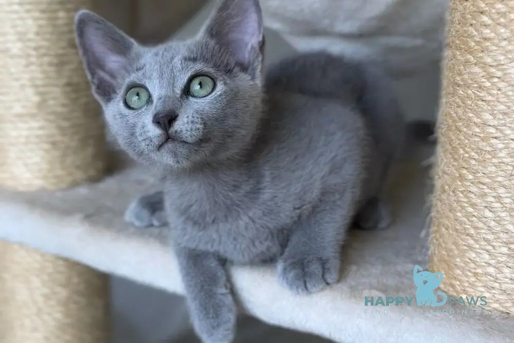 Violetta Russian Blue female blue live animals
