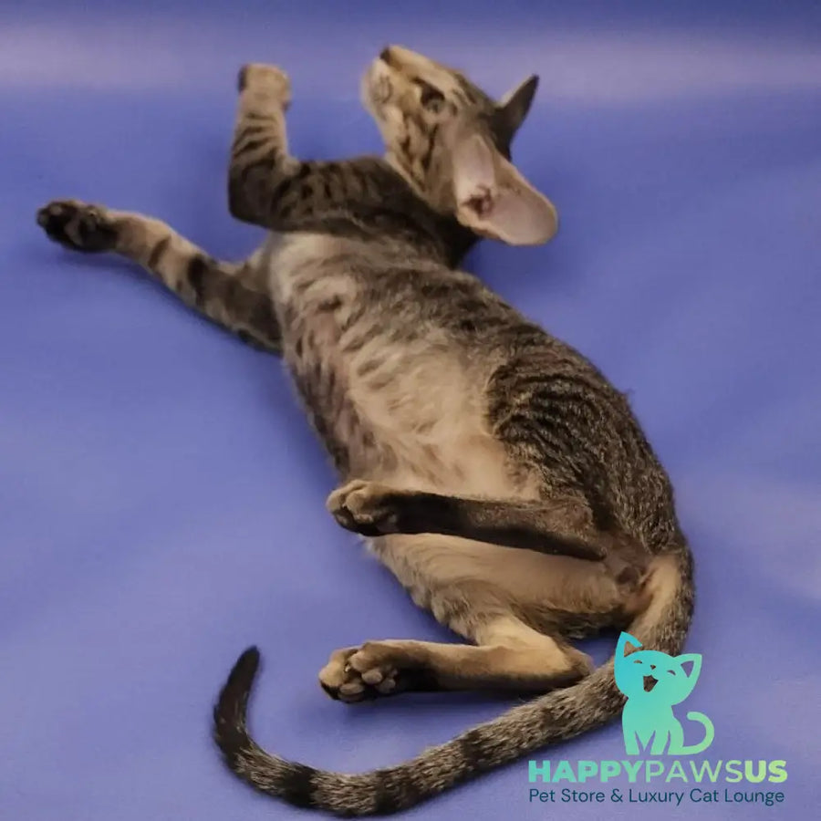 Violette Oriental Shorthair female black spotted tabby - live animals