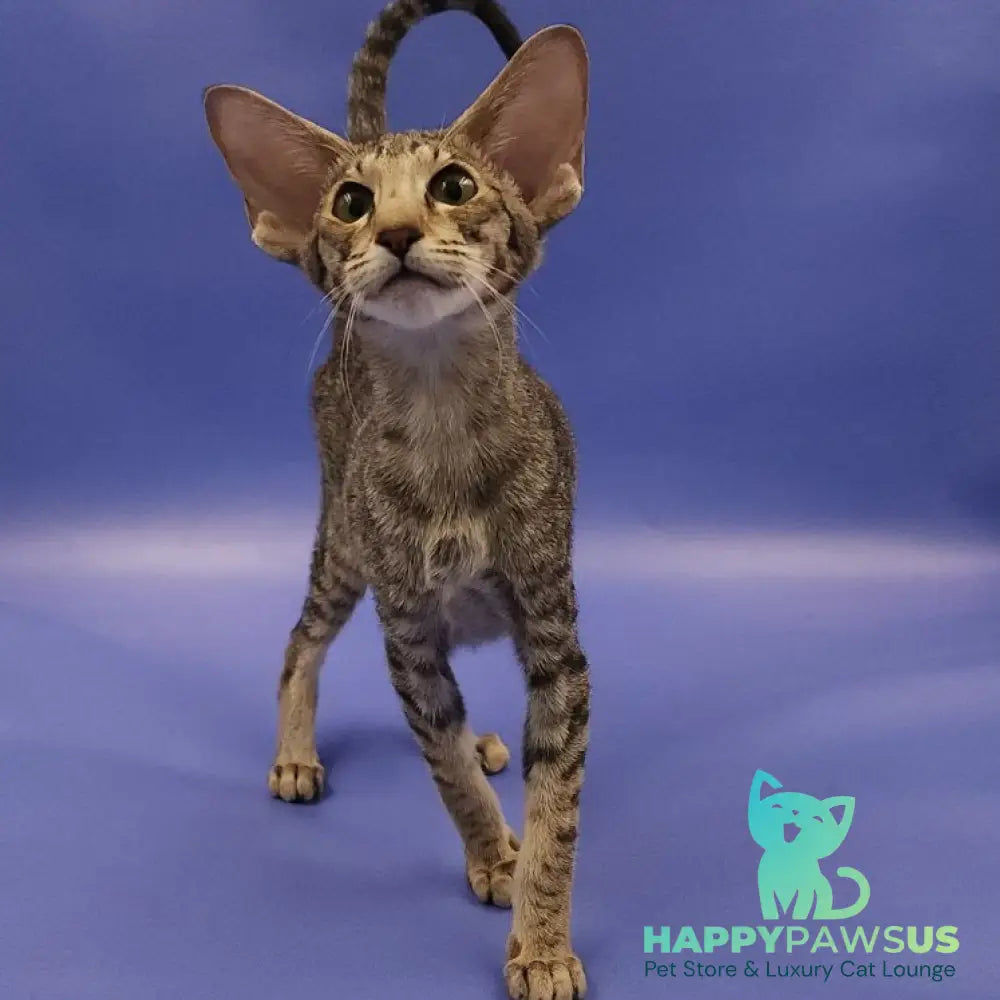 Violette Oriental Shorthair female black spotted tabby - live animals