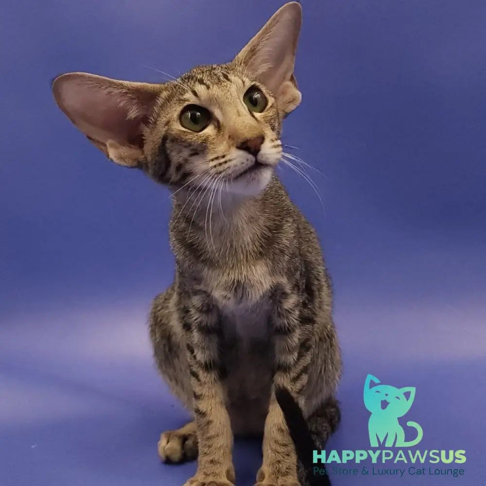 Violette Oriental Shorthair female black spotted tabby - live animals