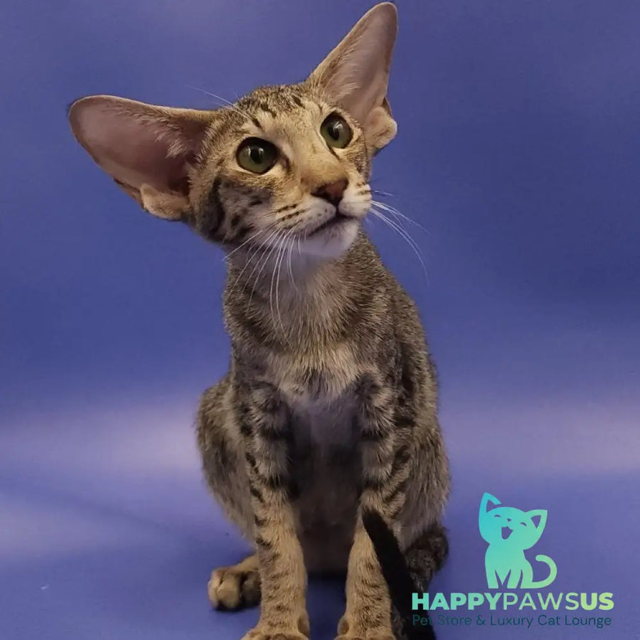 Violette Oriental Shorthair female black spotted tabby - live animals