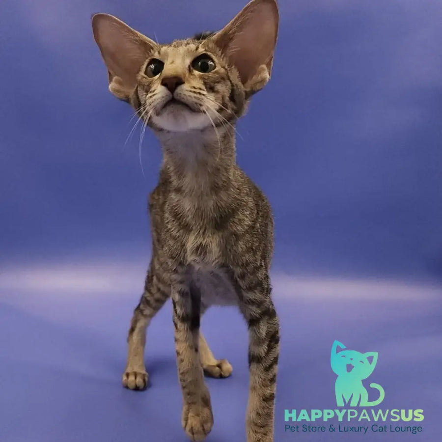Violette Oriental Shorthair female black spotted tabby - live animals