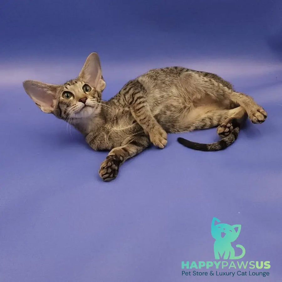 Violette Oriental Shorthair female black spotted tabby - live animals