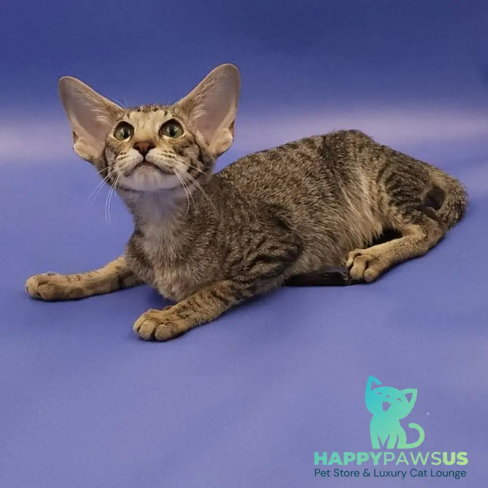 Violette Oriental Shorthair female black spotted tabby - live animals