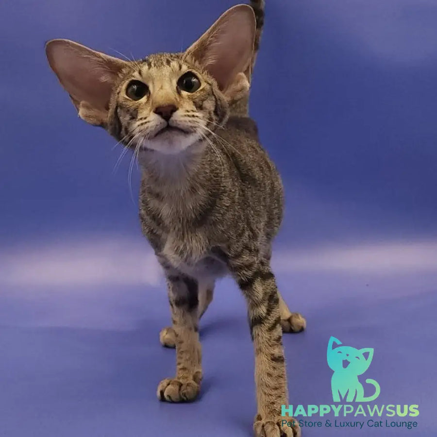Violette Oriental Shorthair female black spotted tabby - live animals
