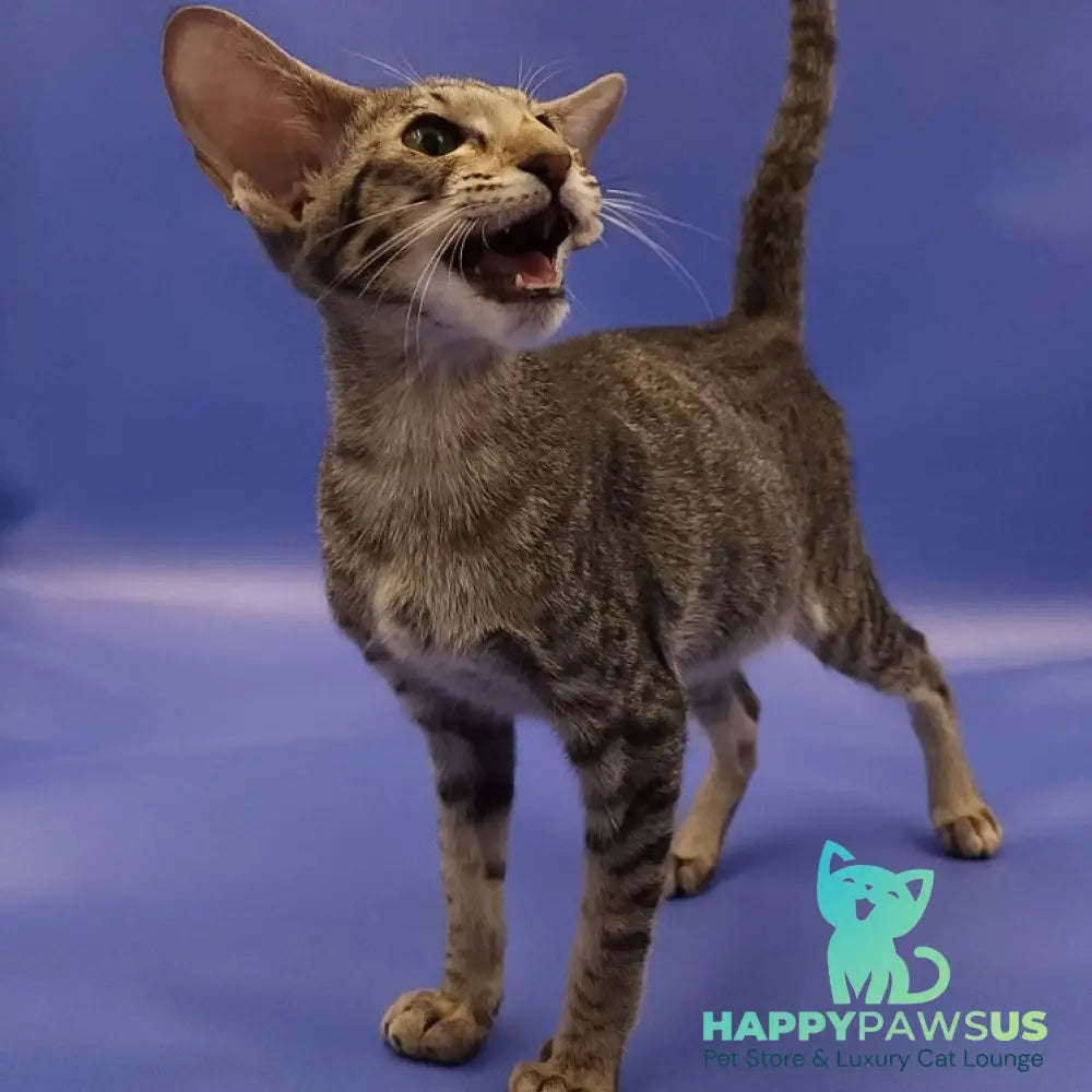 Violette Oriental Shorthair female black spotted tabby - live animals