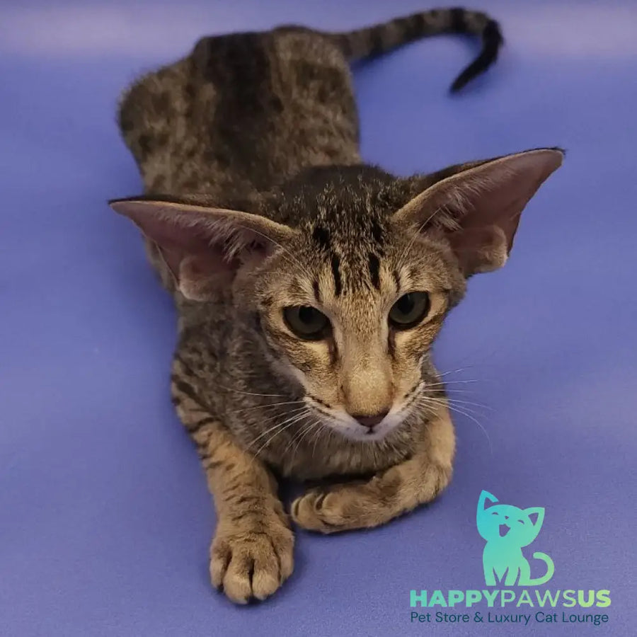 Violette Oriental Shorthair female black spotted tabby - live animals