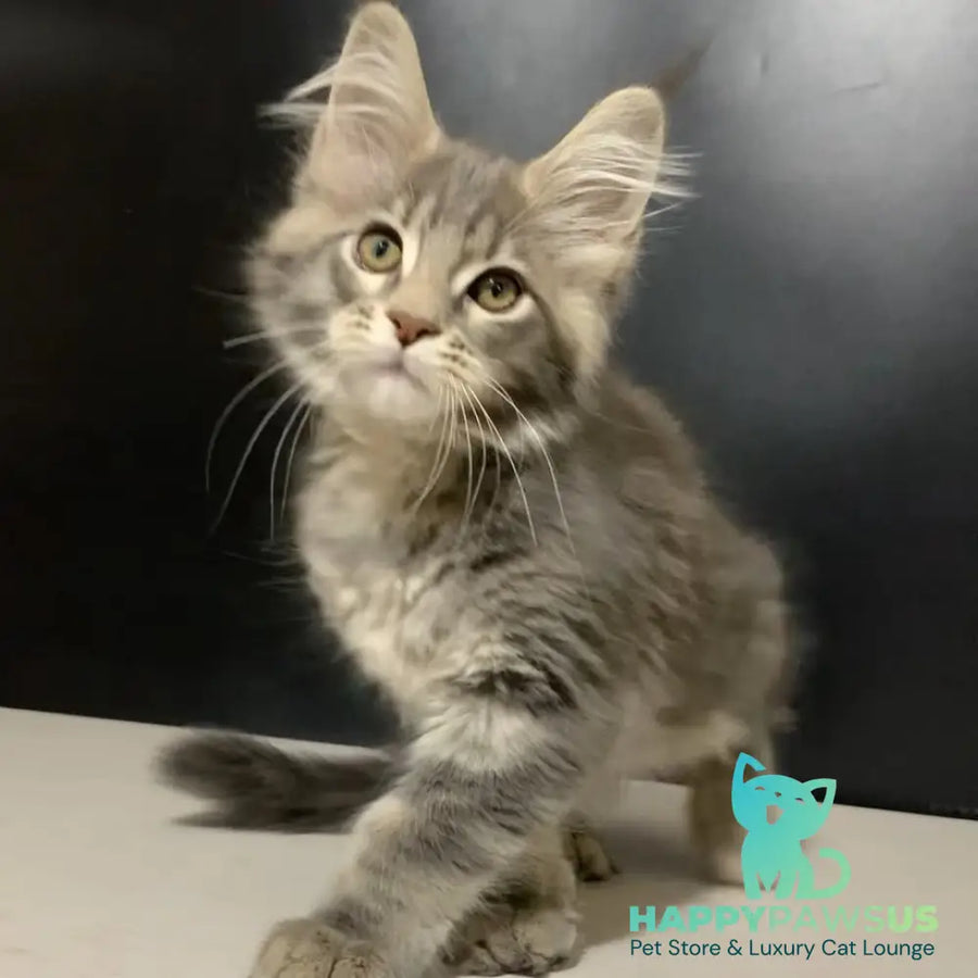 Virginia Maine Coon female blue tabby - live animals