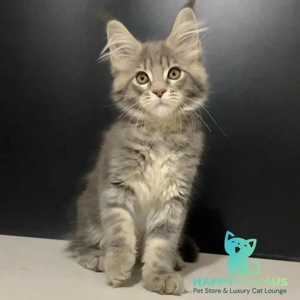 Silver Blue Ragdoll Virginia Maine Coon female, blue tabby – HappyPawsUS