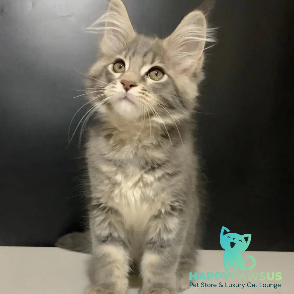 Virginia Maine Coon female blue tabby - live animals