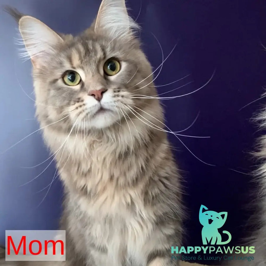 Silver Blue Ragdoll Virginia Maine Coon female, blue tabby – HappyPawsUS